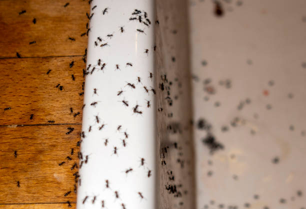 Best Affordable Pest Control Services  in Woodville, WI